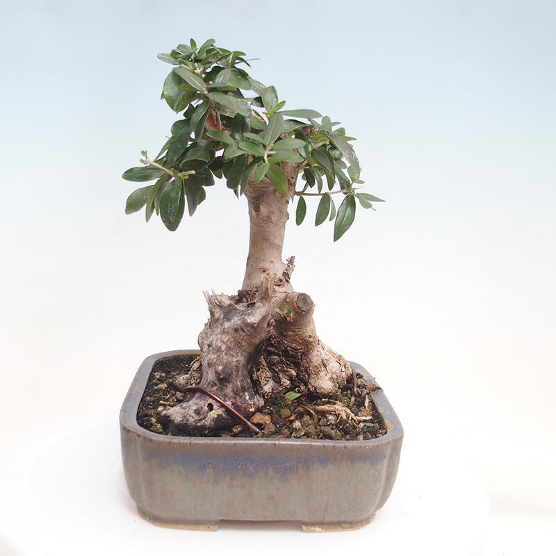 Pokojová bonsai - Olea europaea sylvestris -Oliva evropská drobnolistá