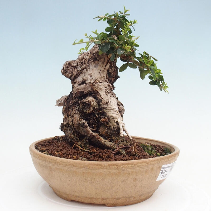 Pokojová bonsai - Olea europaea sylvestris -Oliva evropská drobnolistá