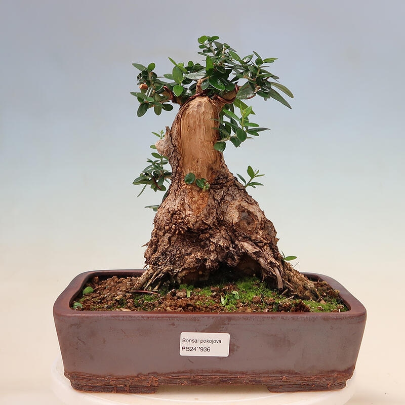 Pokojová bonsai - Olea europaea sylvestris -Oliva evropská drobnolistá