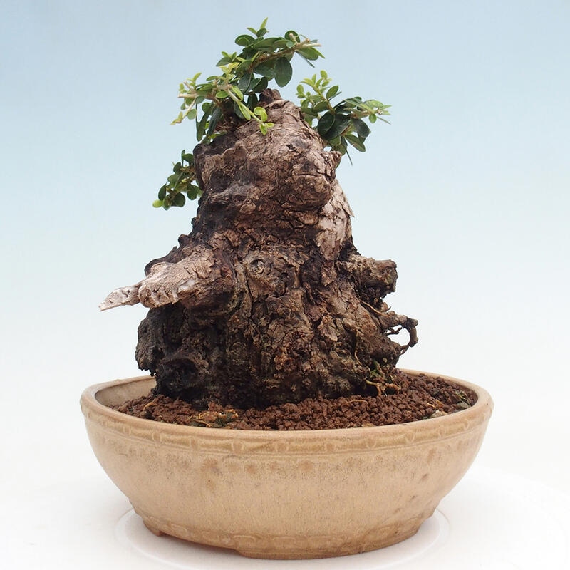 Pokojová bonsai - Olea europaea sylvestris -Oliva evropská drobnolistá