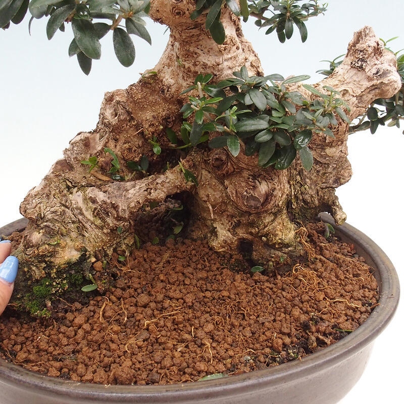 Pokojová bonsai - Olea europaea sylvestris -Oliva evropská drobnolistá