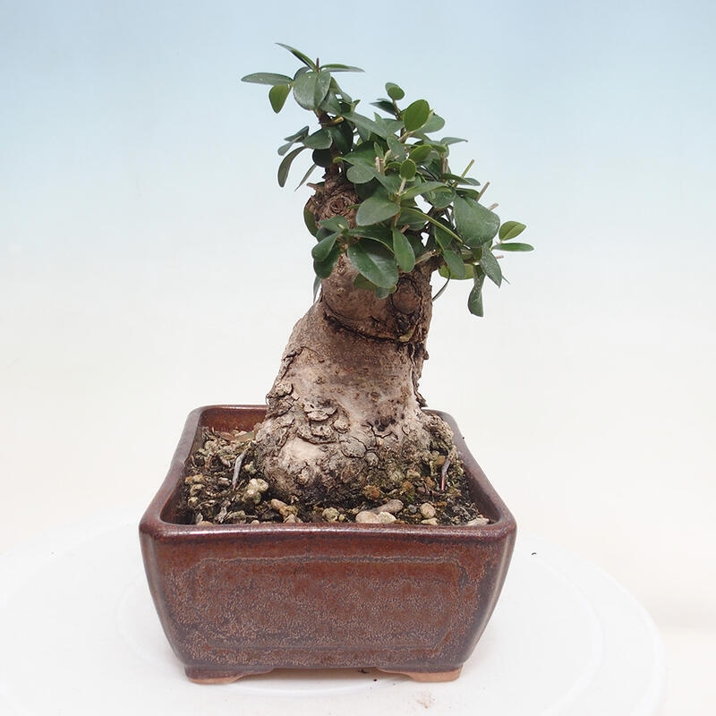 Pokojová bonsai - Olea europaea sylvestris -Oliva evropská drobnolistá