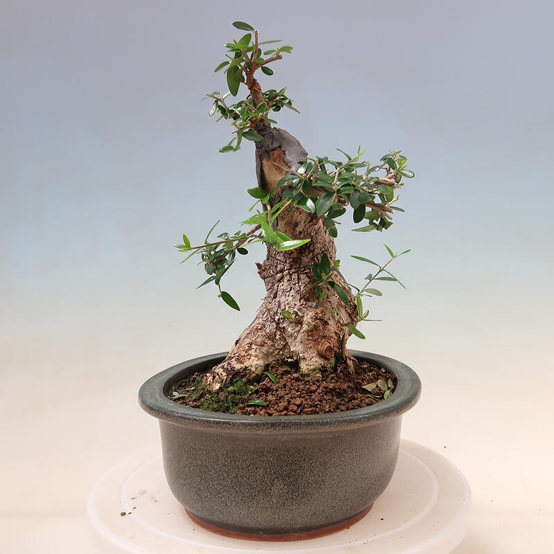 Pokojová bonsai - Olea europaea sylvestris -Oliva evropská drobnolistá