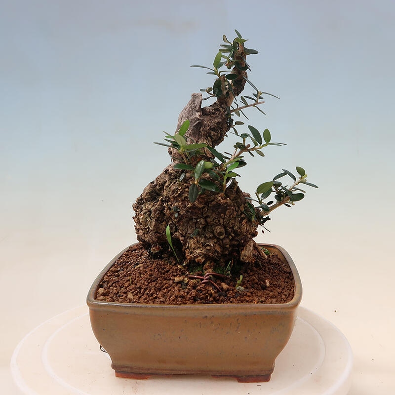 Pokojová bonsai - Olea europaea sylvestris -Oliva evropská drobnolistá