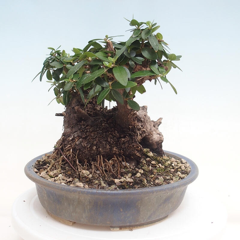 Pokojová bonsai - Olea europaea sylvestris -Oliva evropská drobnolistá