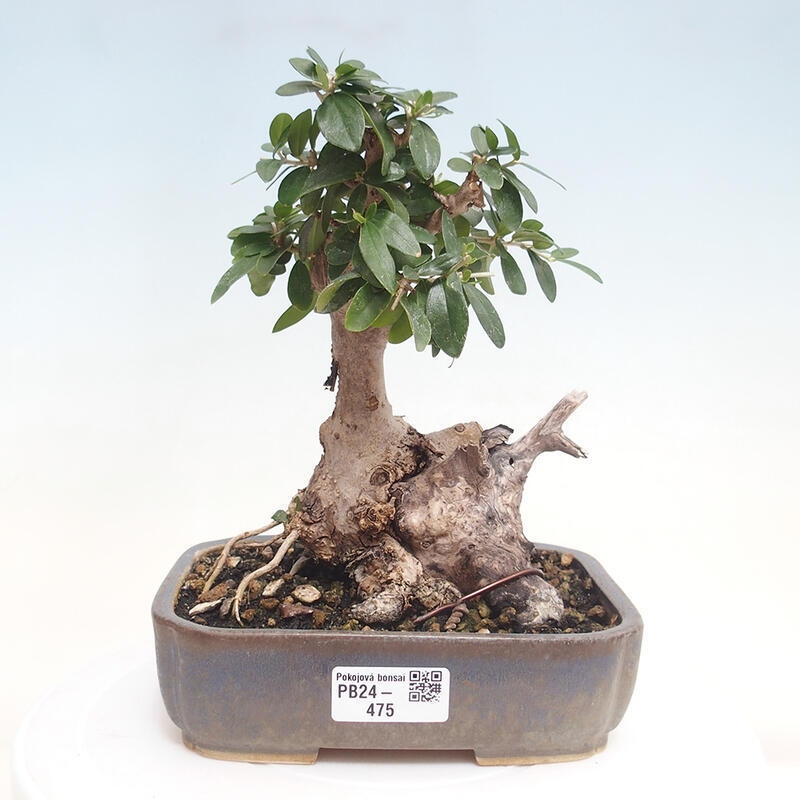 Pokojová bonsai - Olea europaea sylvestris -Oliva evropská drobnolistá