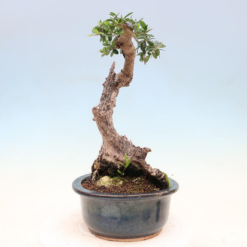 Pokojová bonsai - Olea europaea sylvestris -Oliva evropská drobnolistá