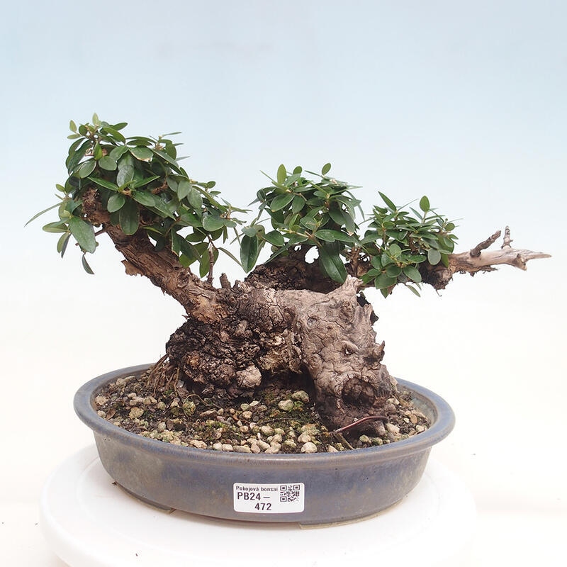 Pokojová bonsai - Olea europaea sylvestris -Oliva evropská drobnolistá