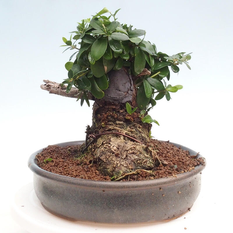 Pokojová bonsai - Olea europaea sylvestris -Oliva evropská drobnolistá