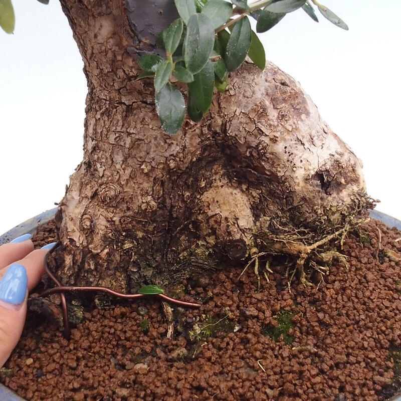 Pokojová bonsai - Olea europaea sylvestris -Oliva evropská drobnolistá