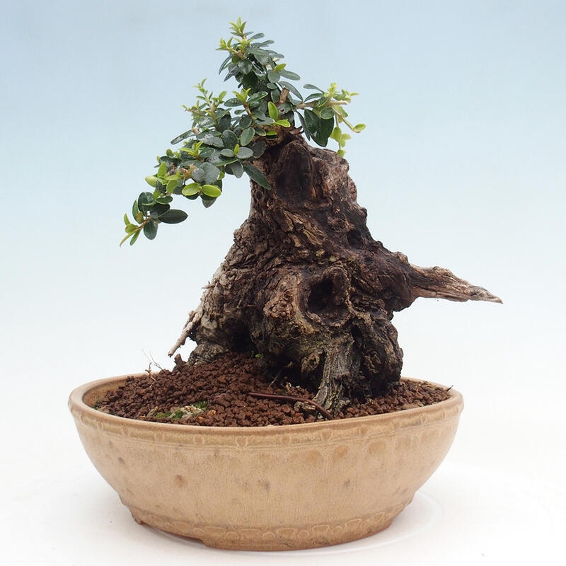 Pokojová bonsai - Olea europaea sylvestris -Oliva evropská drobnolistá