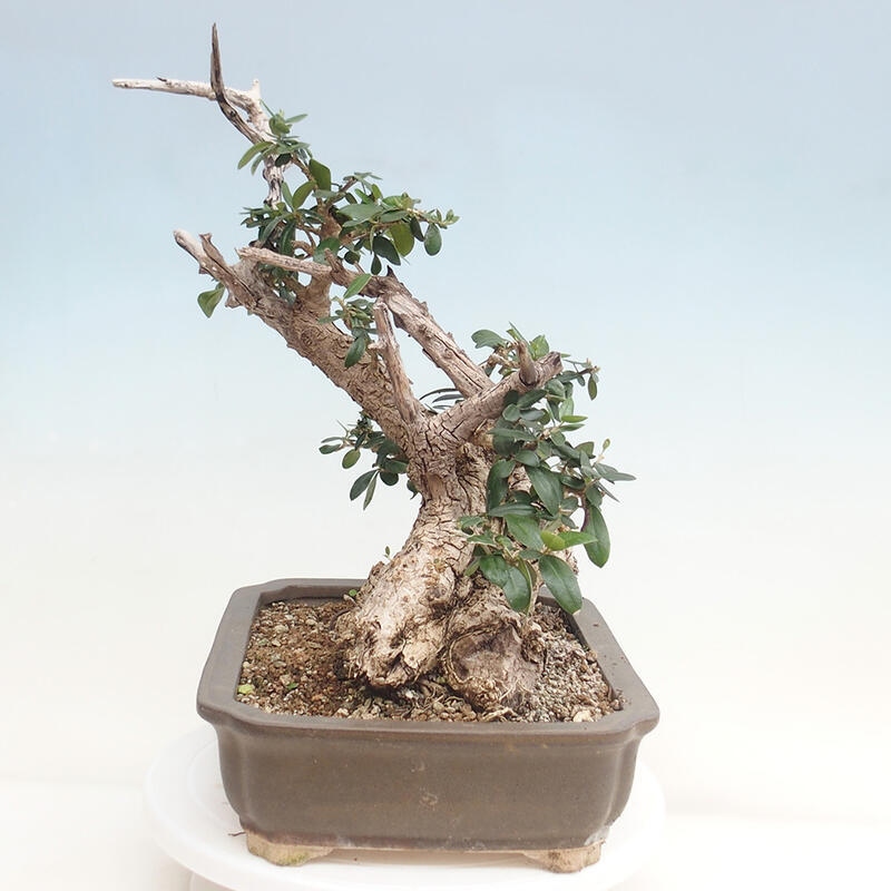 Pokojová bonsai - Olea europaea sylvestris -Oliva evropská drobnolistá