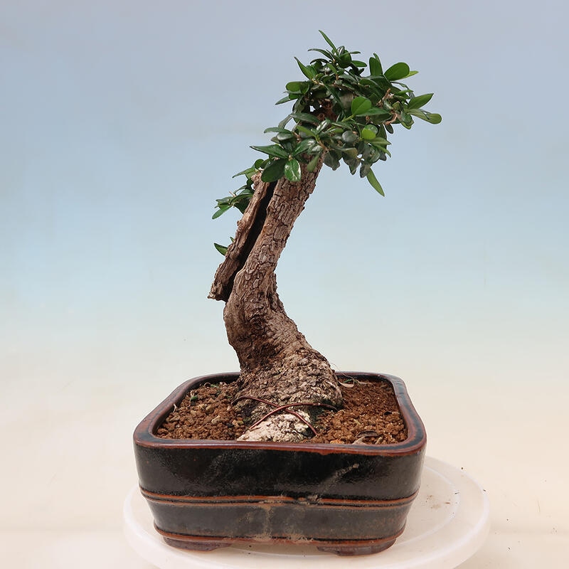 Pokojová bonsai - Olea europaea sylvestris -Oliva evropská drobnolistá