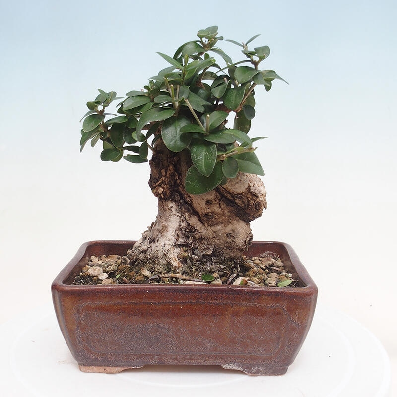 Pokojová bonsai - Olea europaea sylvestris -Oliva evropská drobnolistá