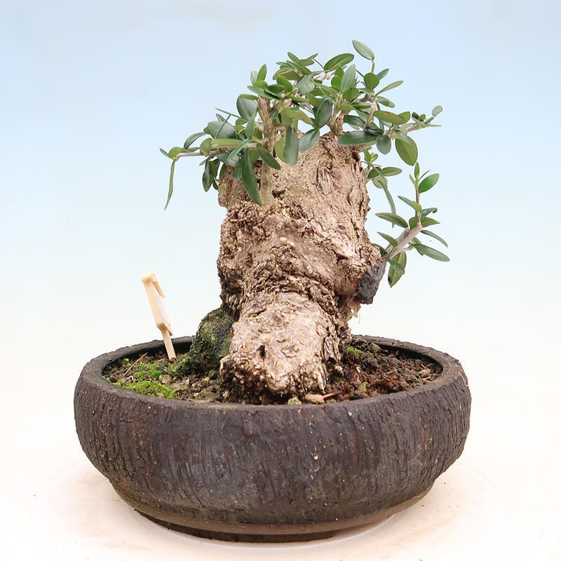 Pokojová bonsai - Olea europaea sylvestris -Oliva evropská drobnolistá