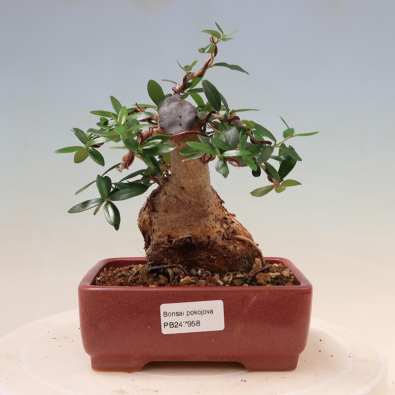 Pokojová bonsai - Olea europaea sylvestris -Oliva evropská drobnolistá