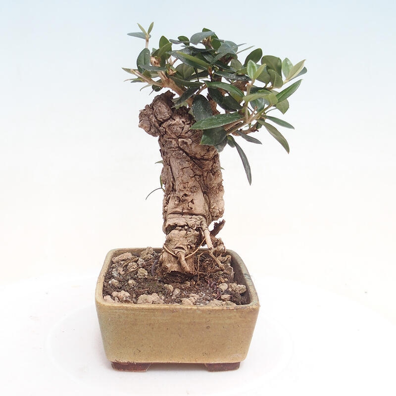 Pokojová bonsai - Olea europaea sylvestris -Oliva evropská drobnolistá