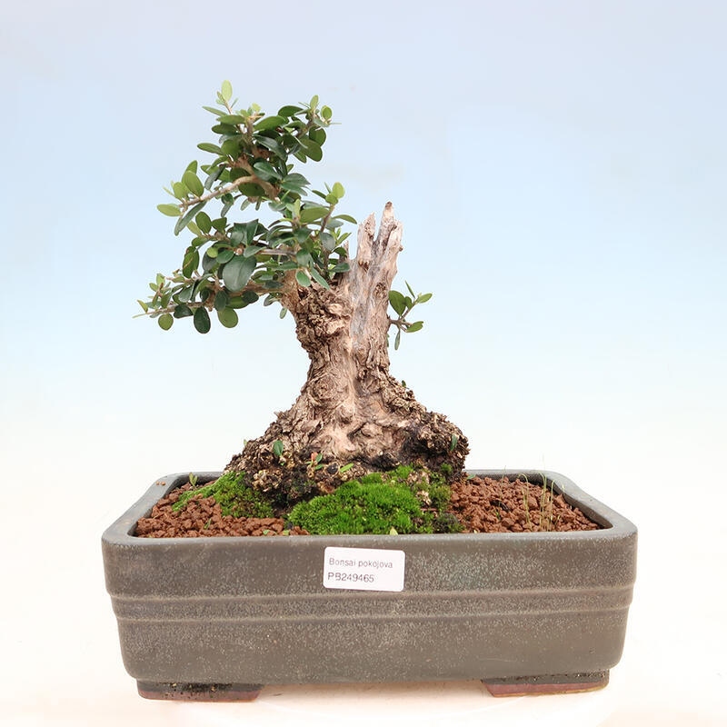 Pokojová bonsai - Olea europaea sylvestris -Oliva evropská drobnolistá