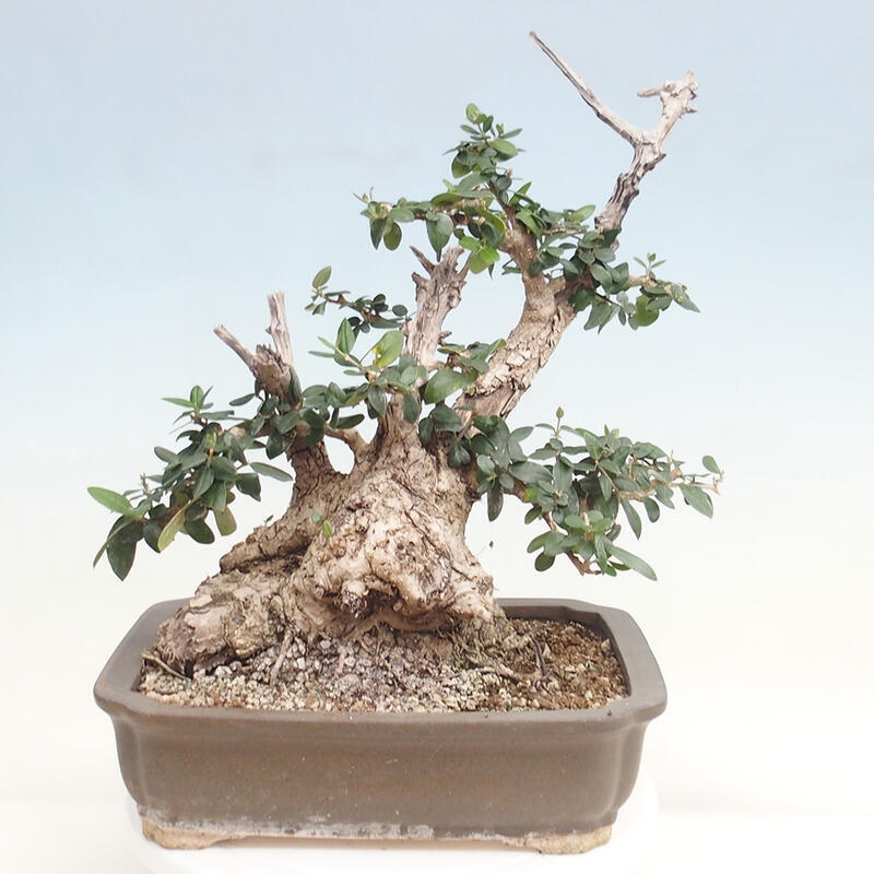 Pokojová bonsai - Olea europaea sylvestris -Oliva evropská drobnolistá