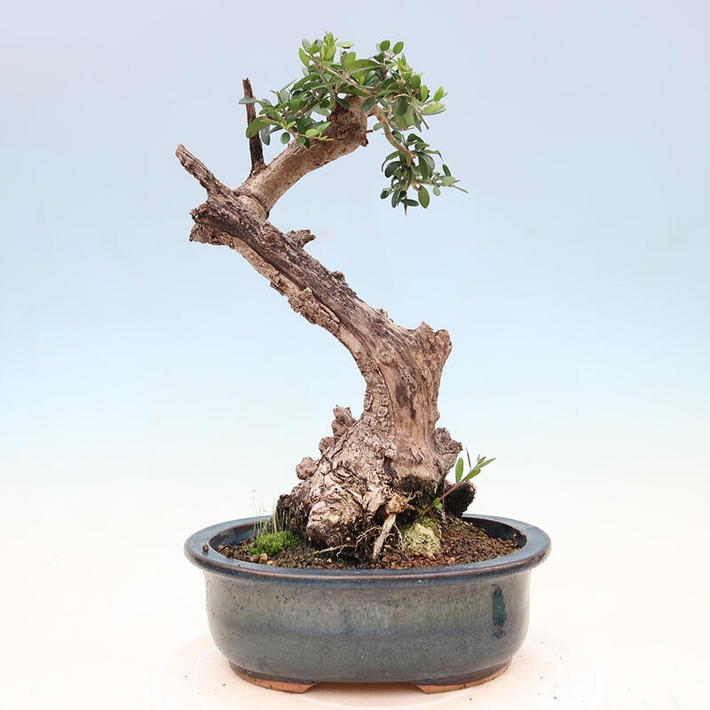 Pokojová bonsai - Olea europaea sylvestris -Oliva evropská drobnolistá