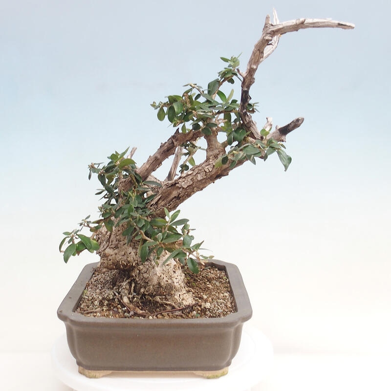 Pokojová bonsai - Olea europaea sylvestris -Oliva evropská drobnolistá