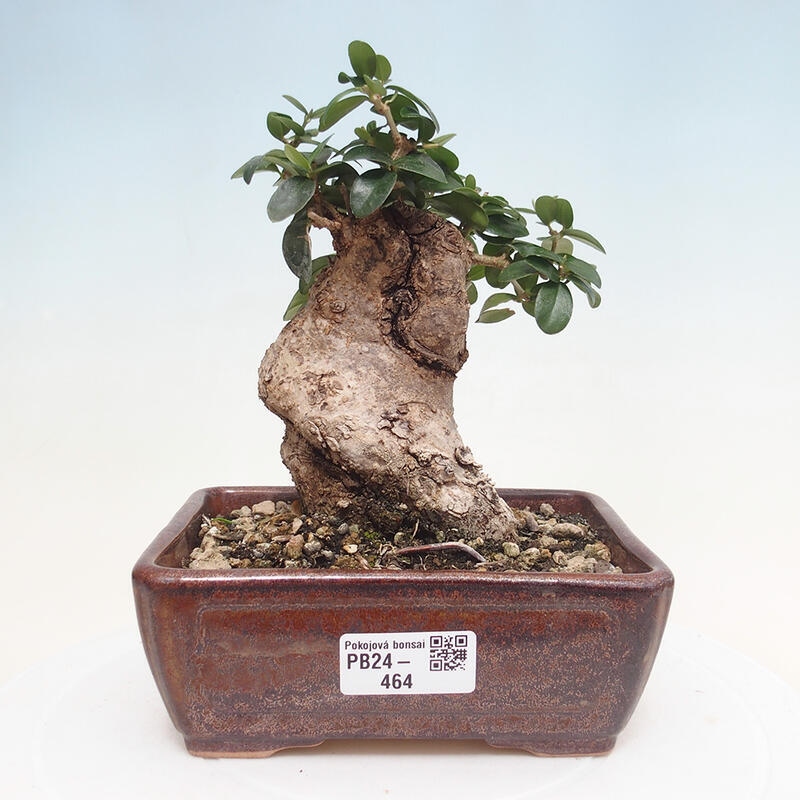 Pokojová bonsai - Olea europaea sylvestris -Oliva evropská drobnolistá