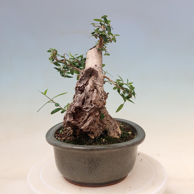 Pokojová bonsai - Olea europaea sylvestris -Oliva evropská drobnolistá