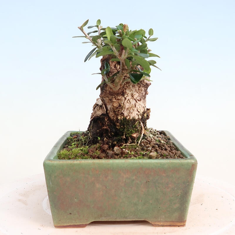 Pokojová bonsai - Olea europaea sylvestris -Oliva evropská drobnolistá