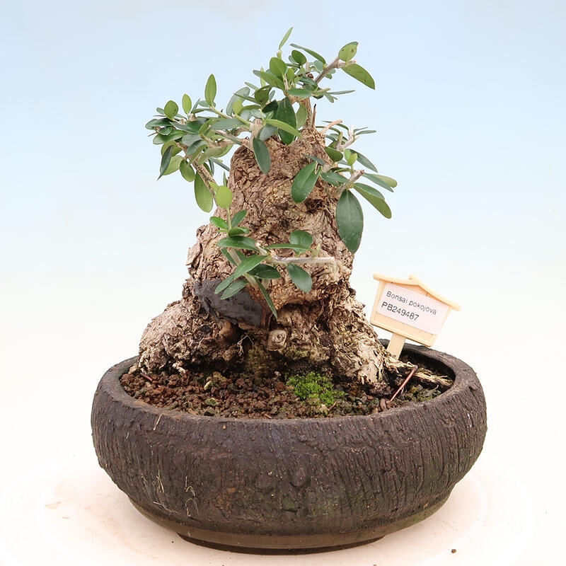 Pokojová bonsai - Olea europaea sylvestris -Oliva evropská drobnolistá