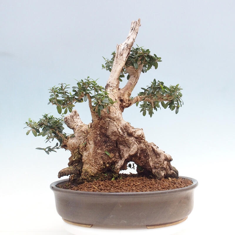 Pokojová bonsai - Olea europaea sylvestris -Oliva evropská drobnolistá