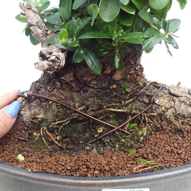 Pokojová bonsai - Olea europaea sylvestris -Oliva evropská drobnolistá