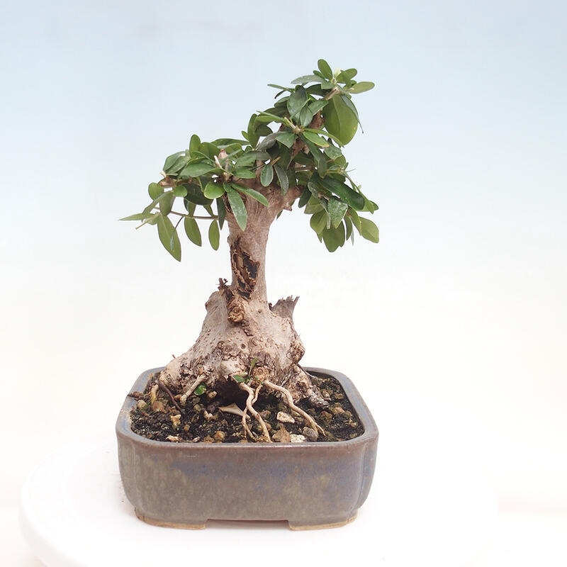 Pokojová bonsai - Olea europaea sylvestris -Oliva evropská drobnolistá