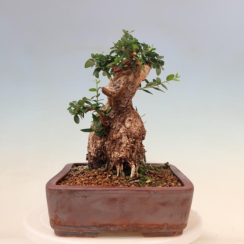 Pokojová bonsai - Olea europaea sylvestris -Oliva evropská drobnolistá