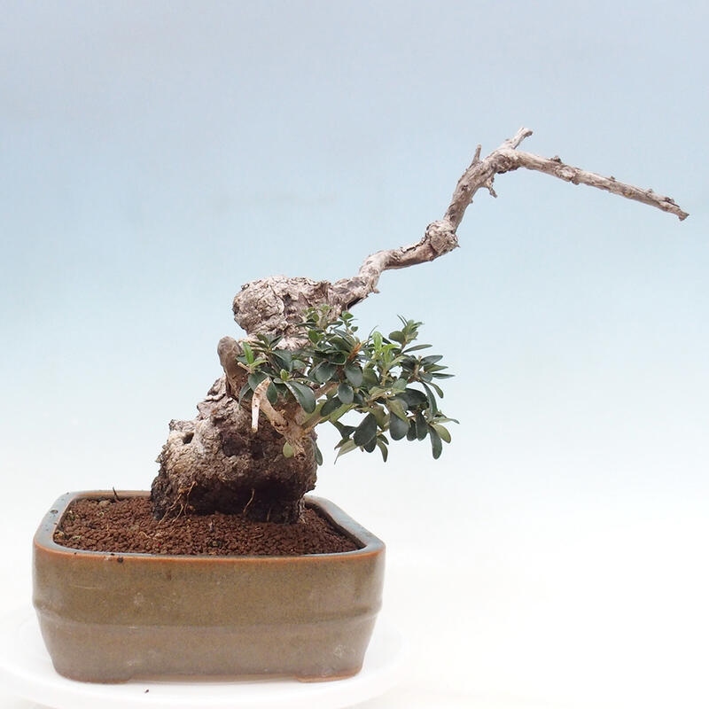 Pokojová bonsai - Olea europaea sylvestris -Oliva evropská drobnolistá