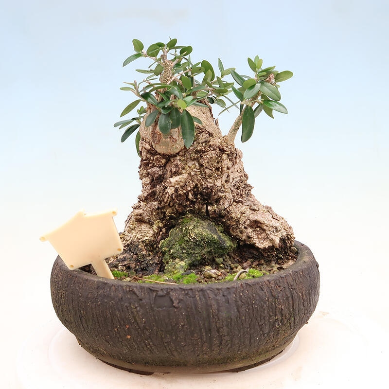 Pokojová bonsai - Olea europaea sylvestris -Oliva evropská drobnolistá