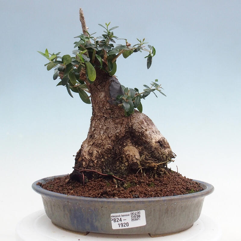 Pokojová bonsai - Olea europaea sylvestris -Oliva evropská drobnolistá