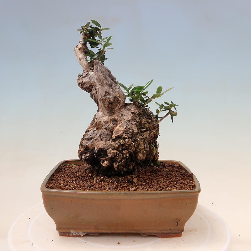 Pokojová bonsai - Olea europaea sylvestris -Oliva evropská drobnolistá