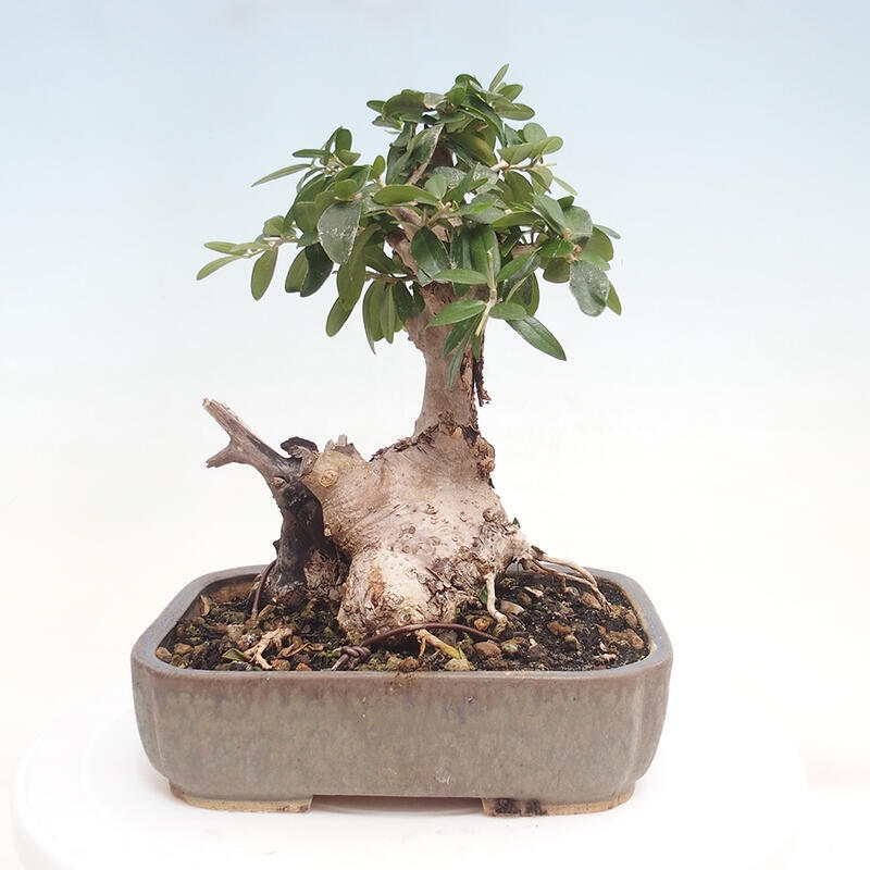 Pokojová bonsai - Olea europaea sylvestris -Oliva evropská drobnolistá