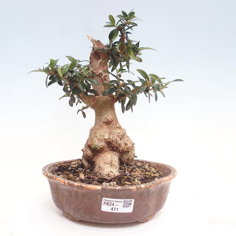 Pokojová bonsai - Olea europaea sylvestris -Oliva evropská drobnolistá