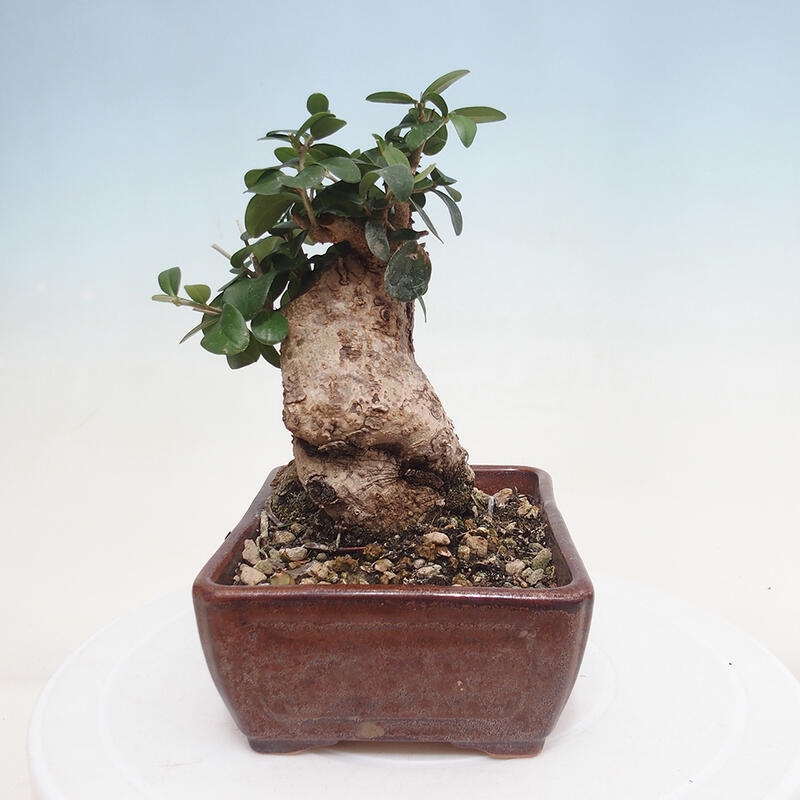 Pokojová bonsai - Olea europaea sylvestris -Oliva evropská drobnolistá