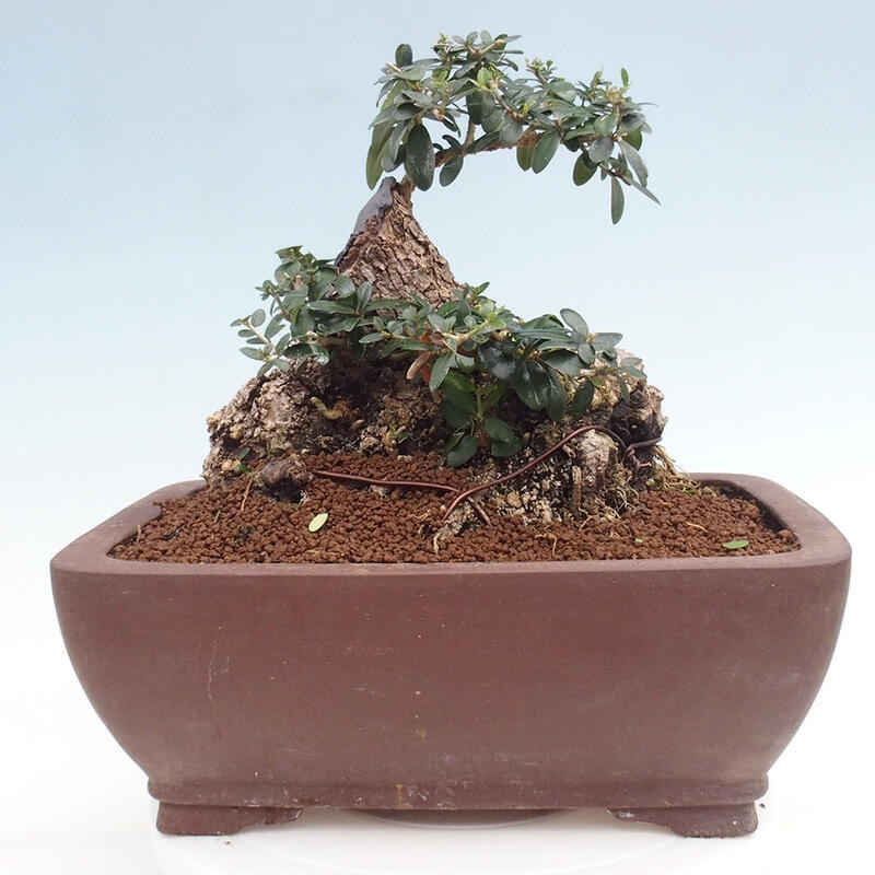 Pokojová bonsai - Olea europaea sylvestris -Oliva evropská drobnolistá