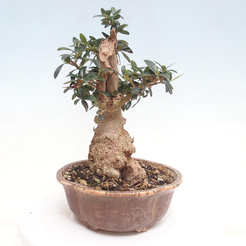 Pokojová bonsai - Olea europaea sylvestris -Oliva evropská drobnolistá