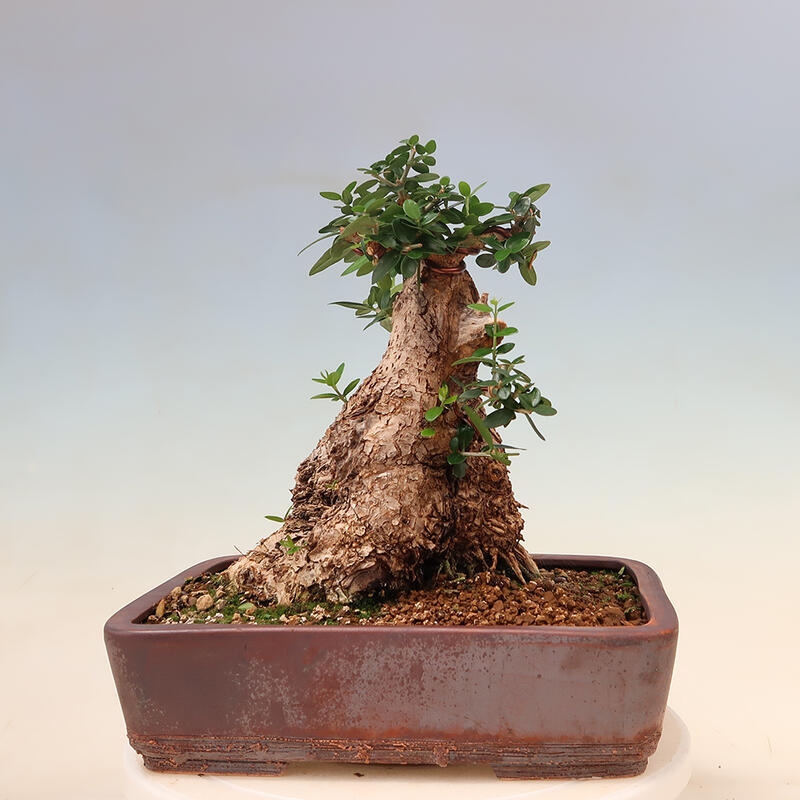 Pokojová bonsai - Olea europaea sylvestris -Oliva evropská drobnolistá