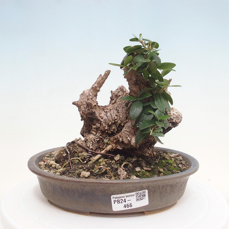 Pokojová bonsai - Olea europaea sylvestris -Oliva evropská drobnolistá