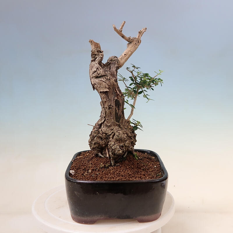 Pokojová bonsai - Olea europaea sylvestris -Oliva evropská drobnolistá