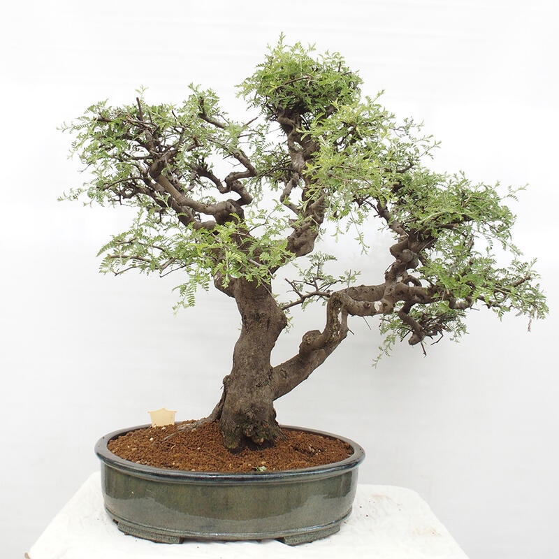 Pokojová bonsai - Osteomeles anthyllidifolia