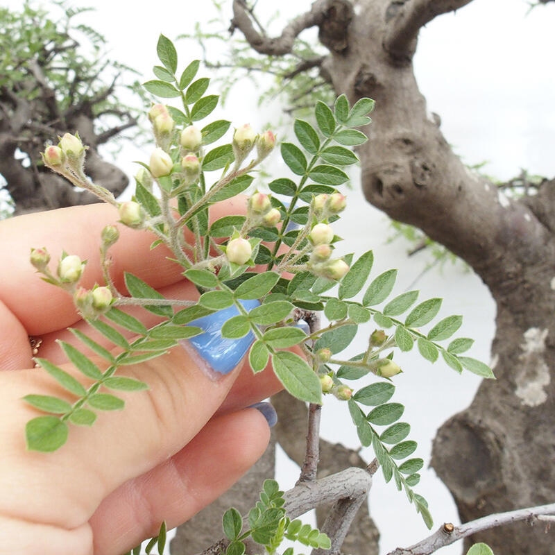 Pokojová bonsai - Osteomeles anthyllidifolia