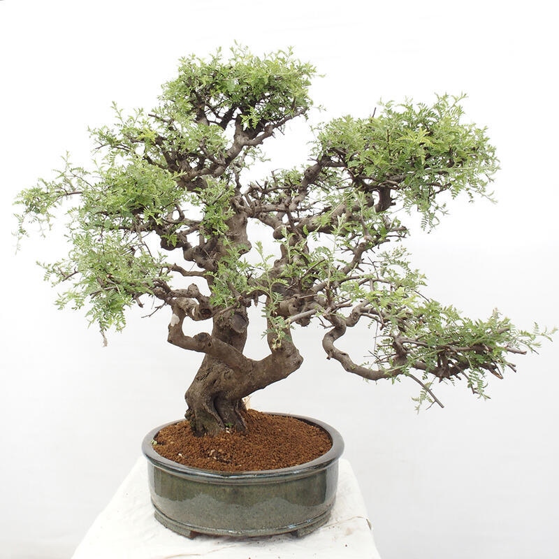 Pokojová bonsai - Osteomeles anthyllidifolia