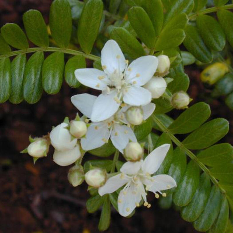 Pokojová bonsai - Osteomeles anthyllidifolia