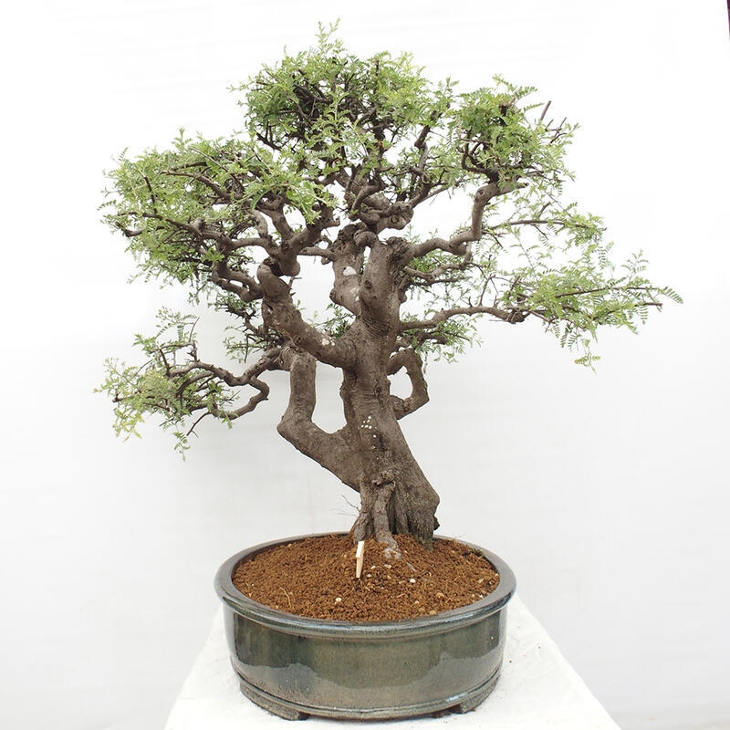 Pokojová bonsai - Osteomeles anthyllidifolia